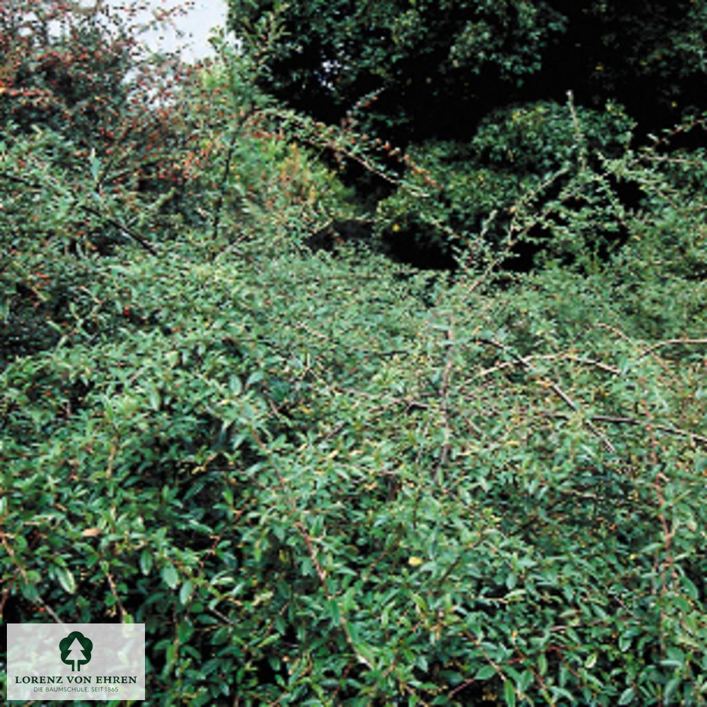 Cotoneaster salicifolius 'Parkteppich'