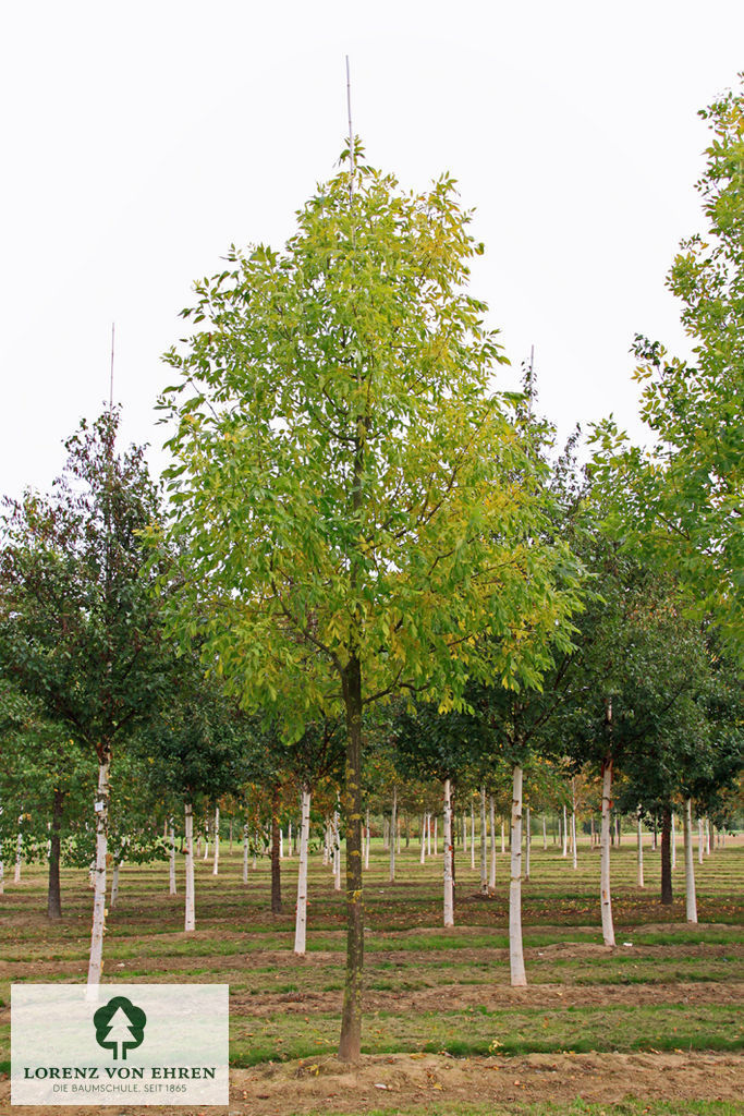 Fraxinus americana