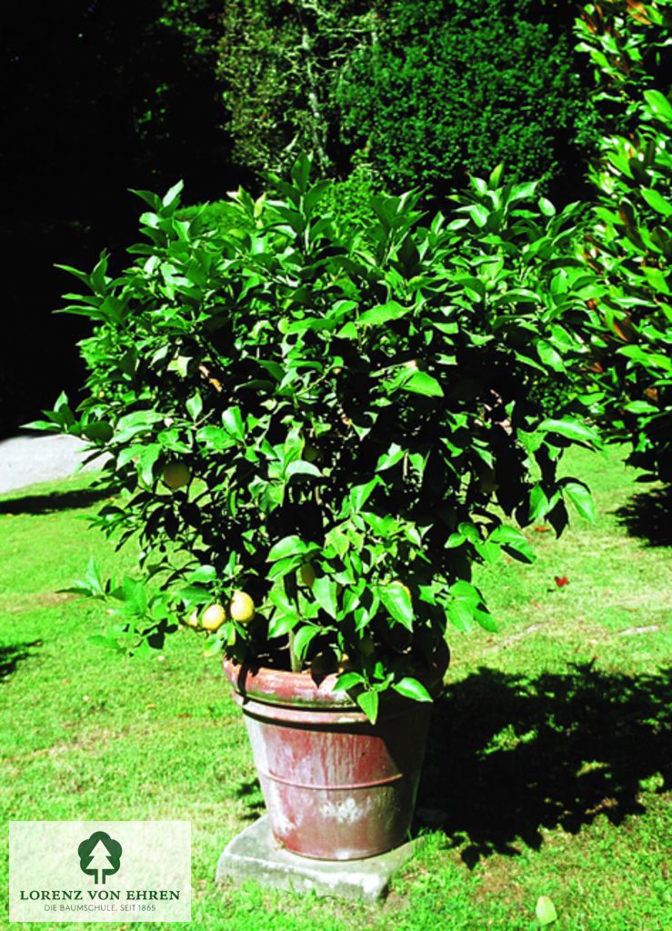 Citrus limonum