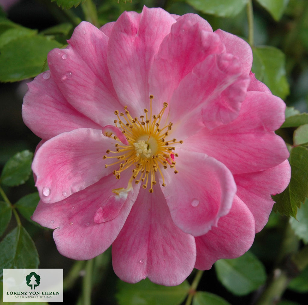 Rosa 'Magic Meidiland'