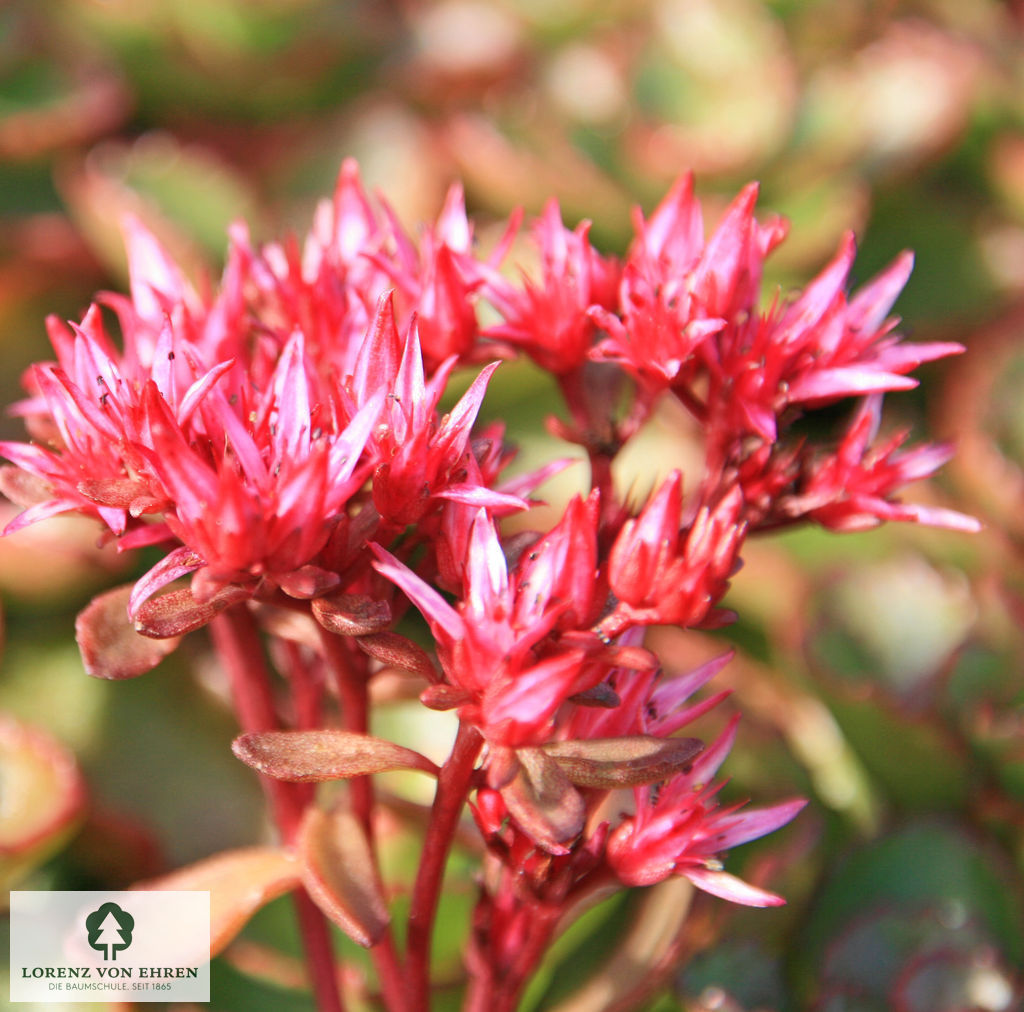 Sedum spurium 'Fuldaglut'