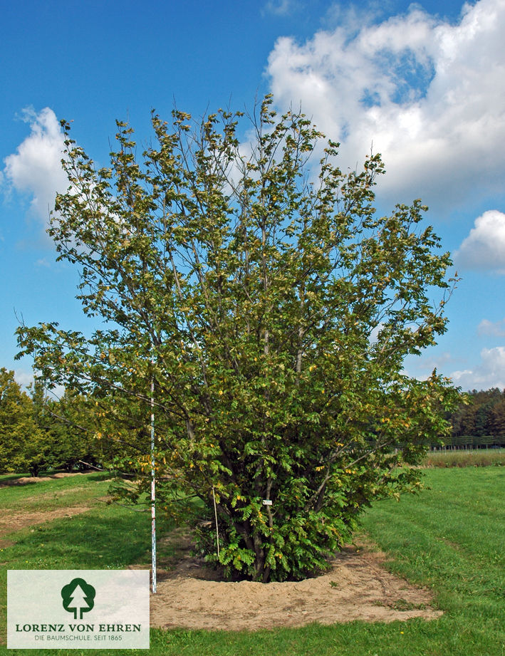 Pterocarya fraxinifolia