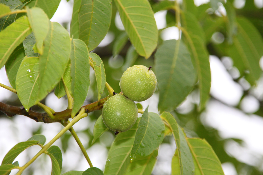 Erfahren Sie alles über die Früchte des Juglans regia-Baums, die köstlichen Walnüsse. Von der Ernte bis zur Verwendung in kulinarischen Kreationen.