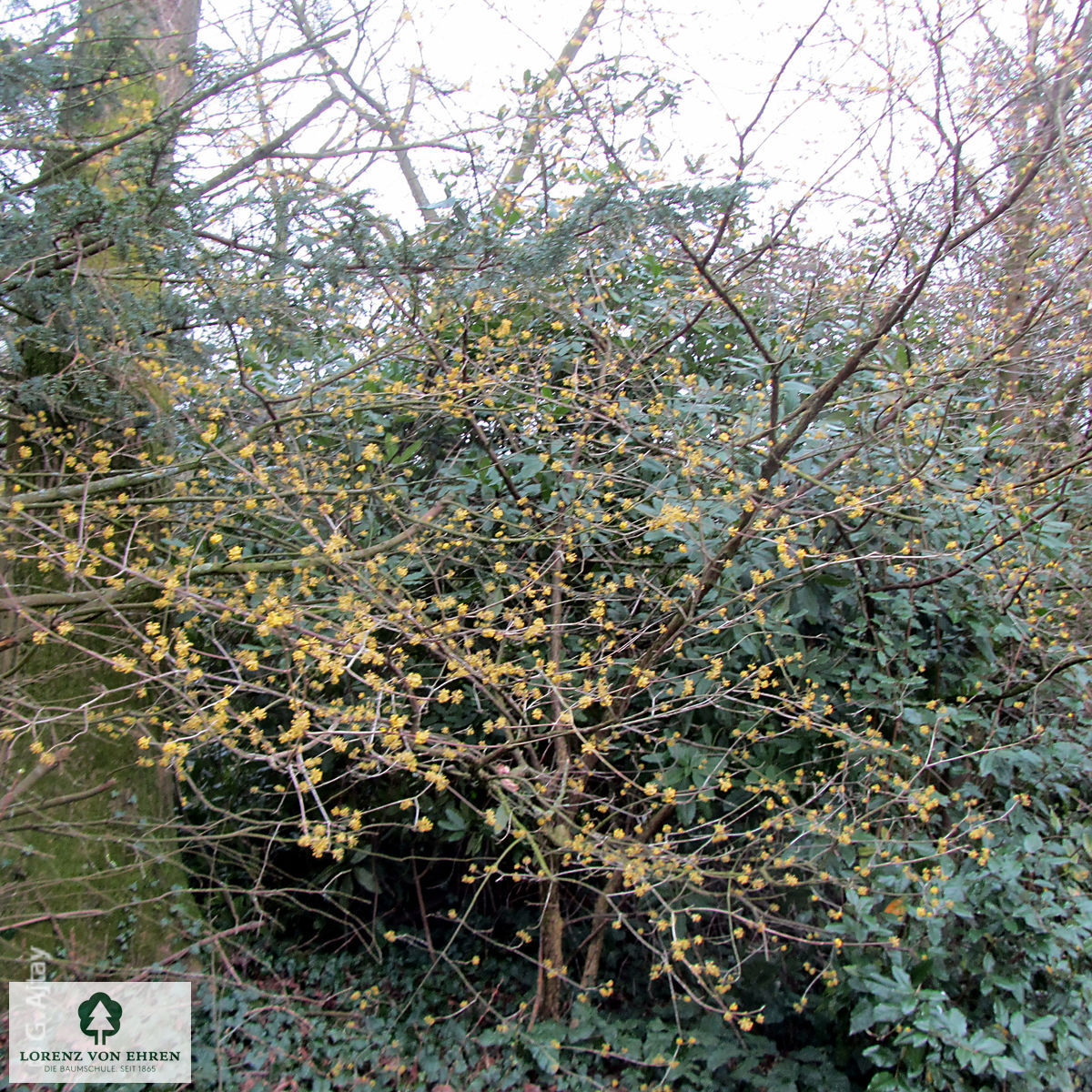 Cornus officinalis