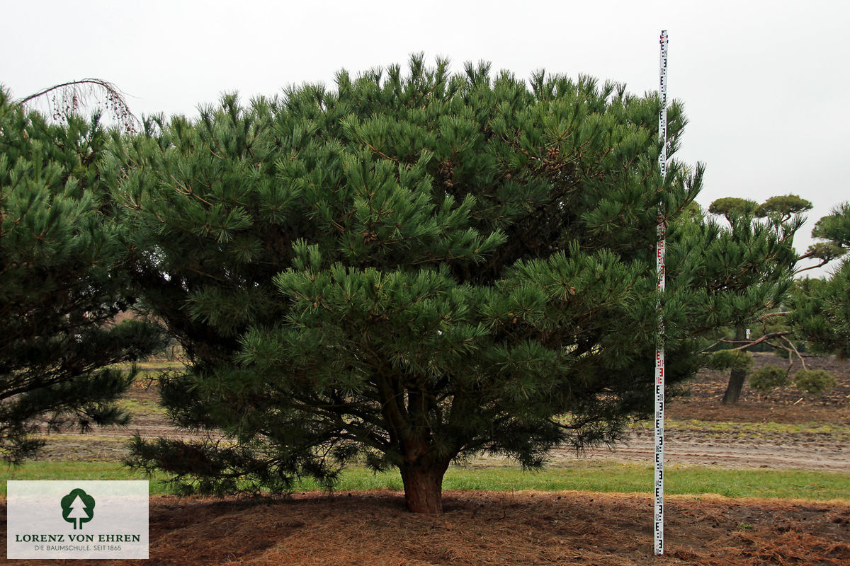 Pinus densiflora 'Pumila'