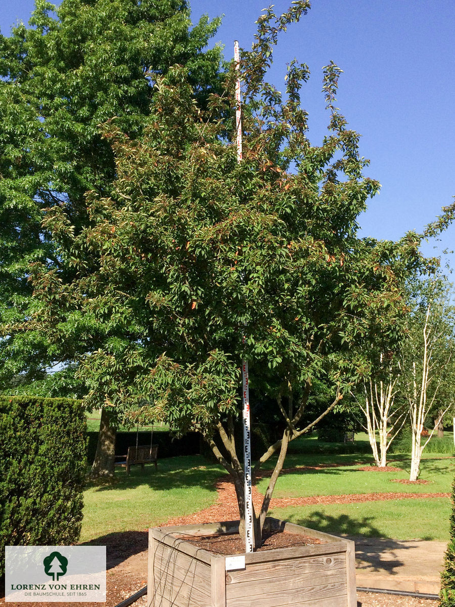 Photinia villosa