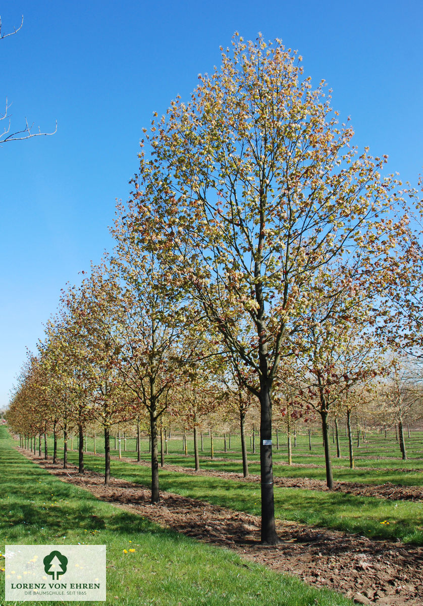 Acer platanoides 'Deborah'