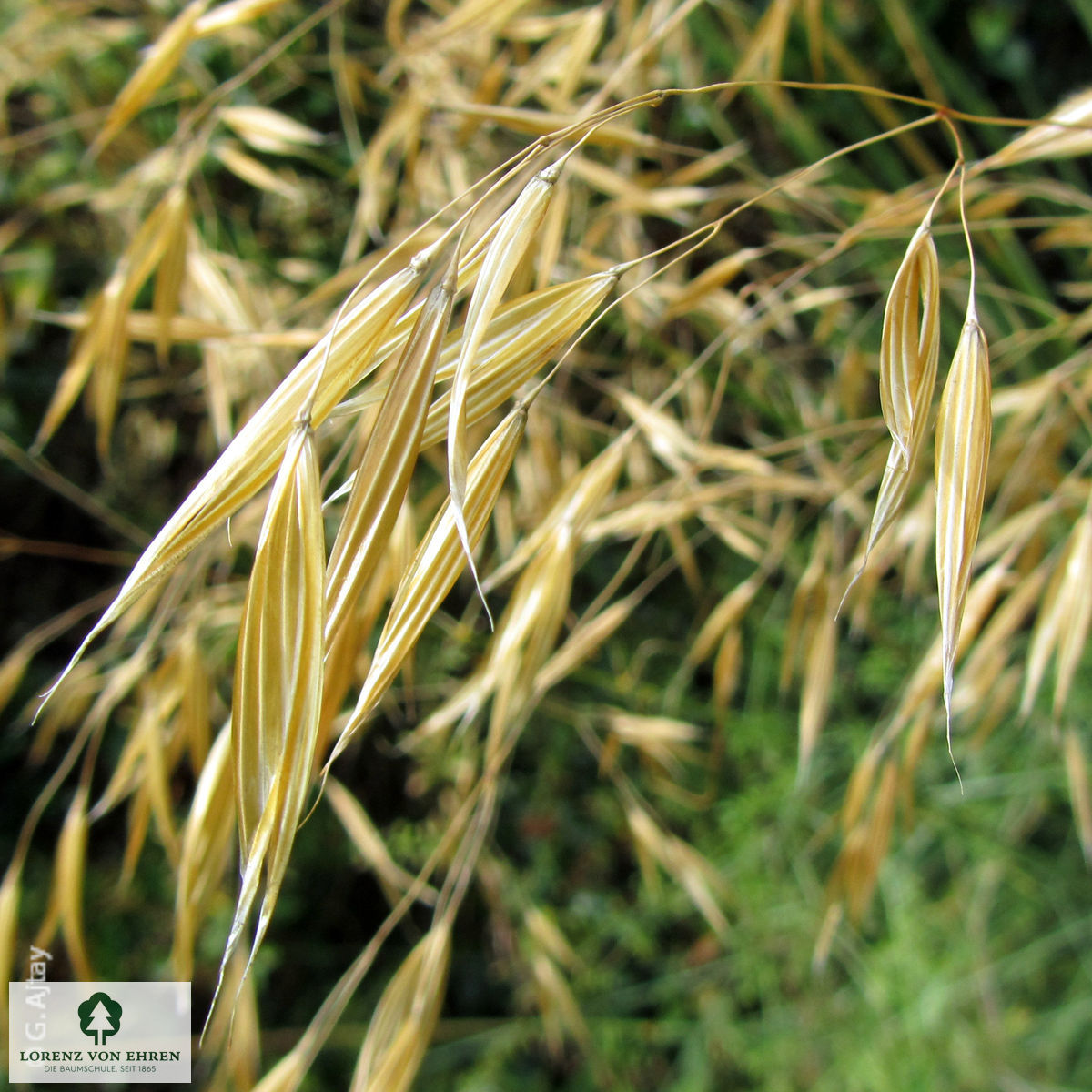 Stipa gigantea