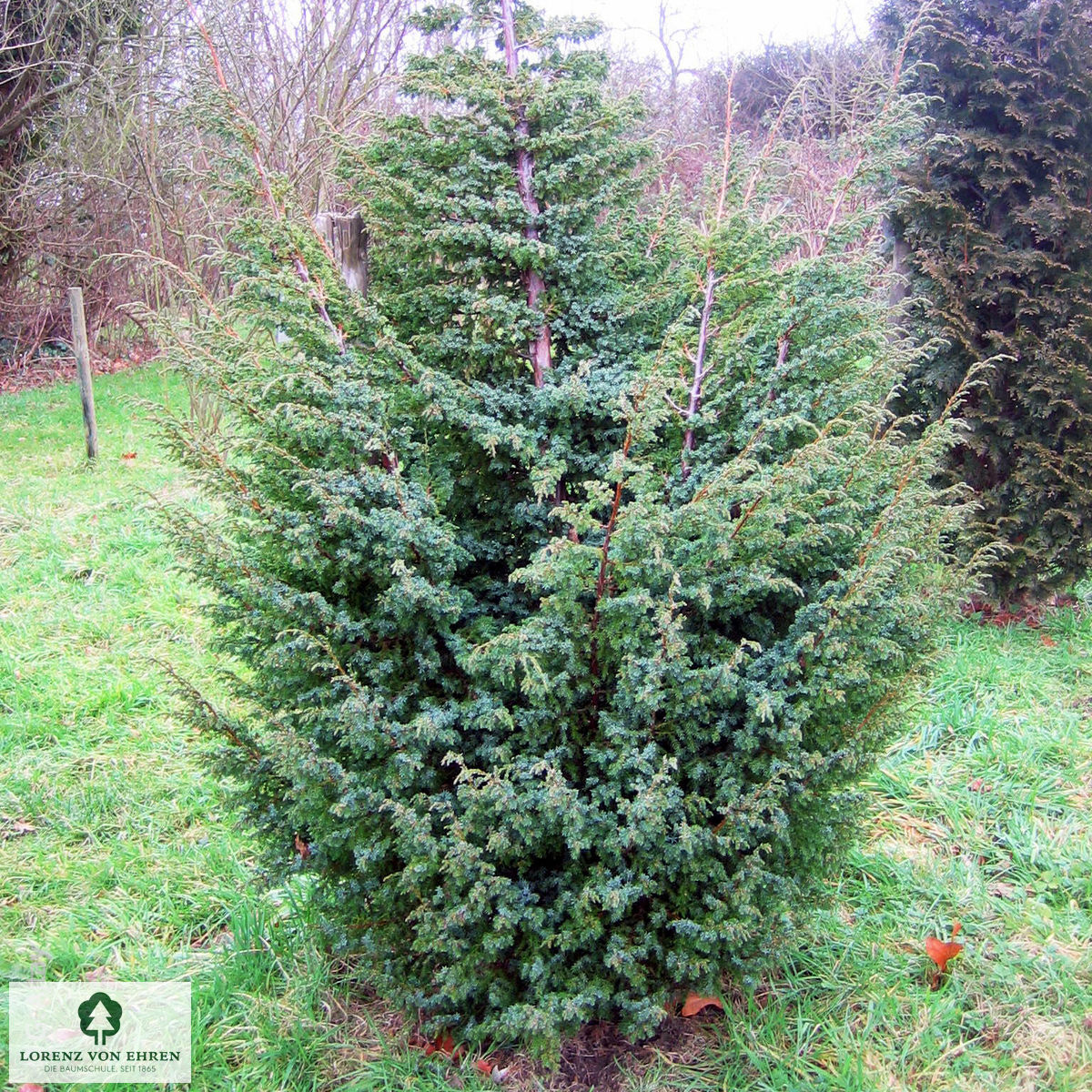 Juniperus chinensis 'Blue Alps'