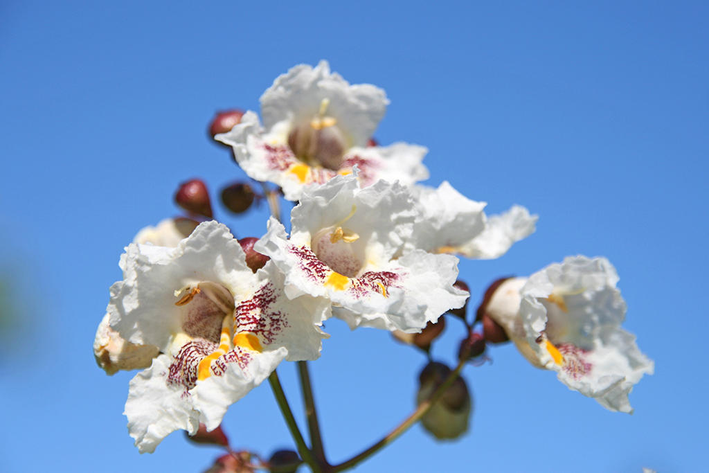 Blüte vom Trompetenbaum