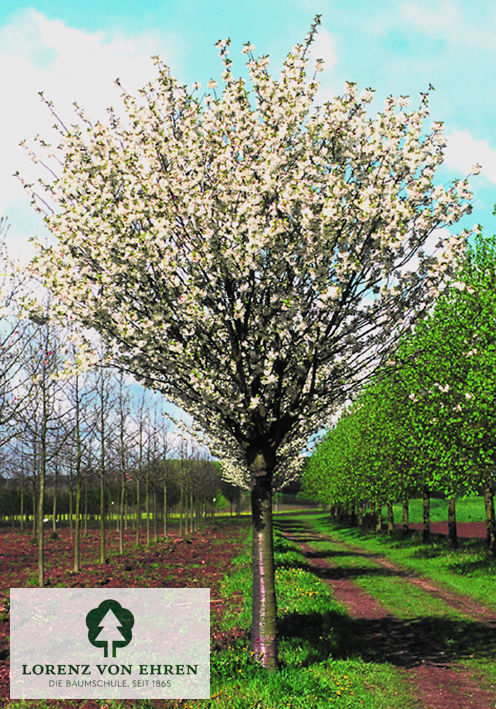 Prunus gondouinii 'Schnee'