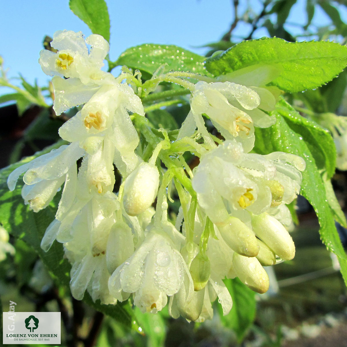 Staphylea colchica