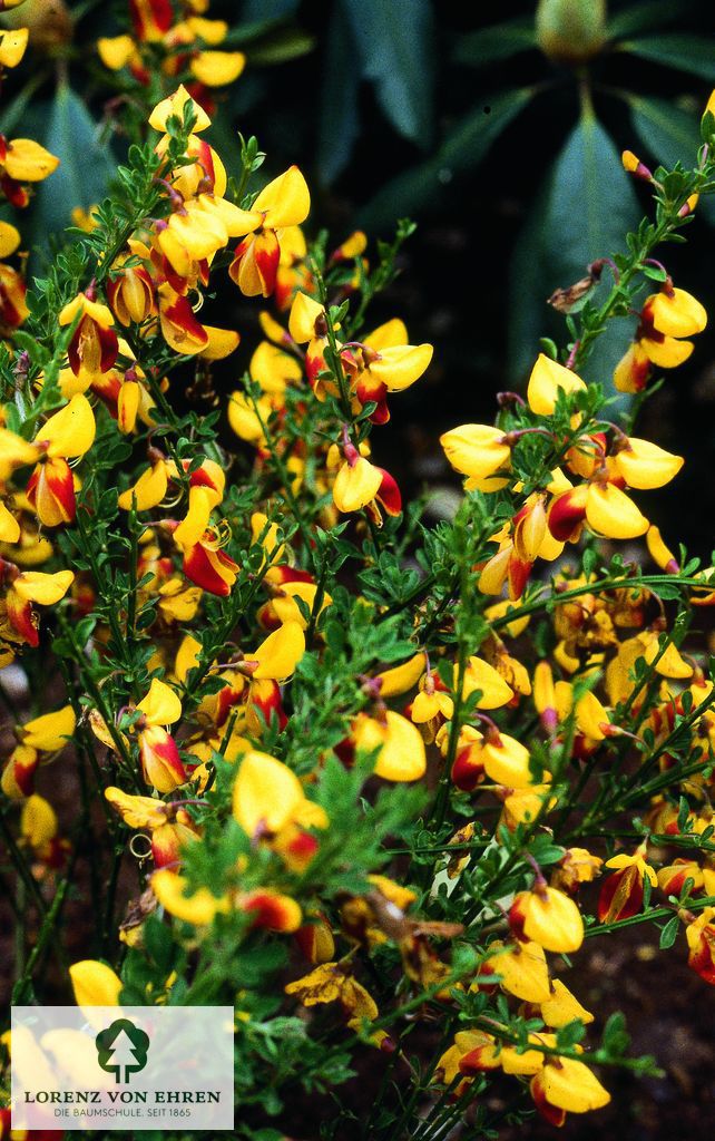 Cytisus scoparius 'Daisy Hill'