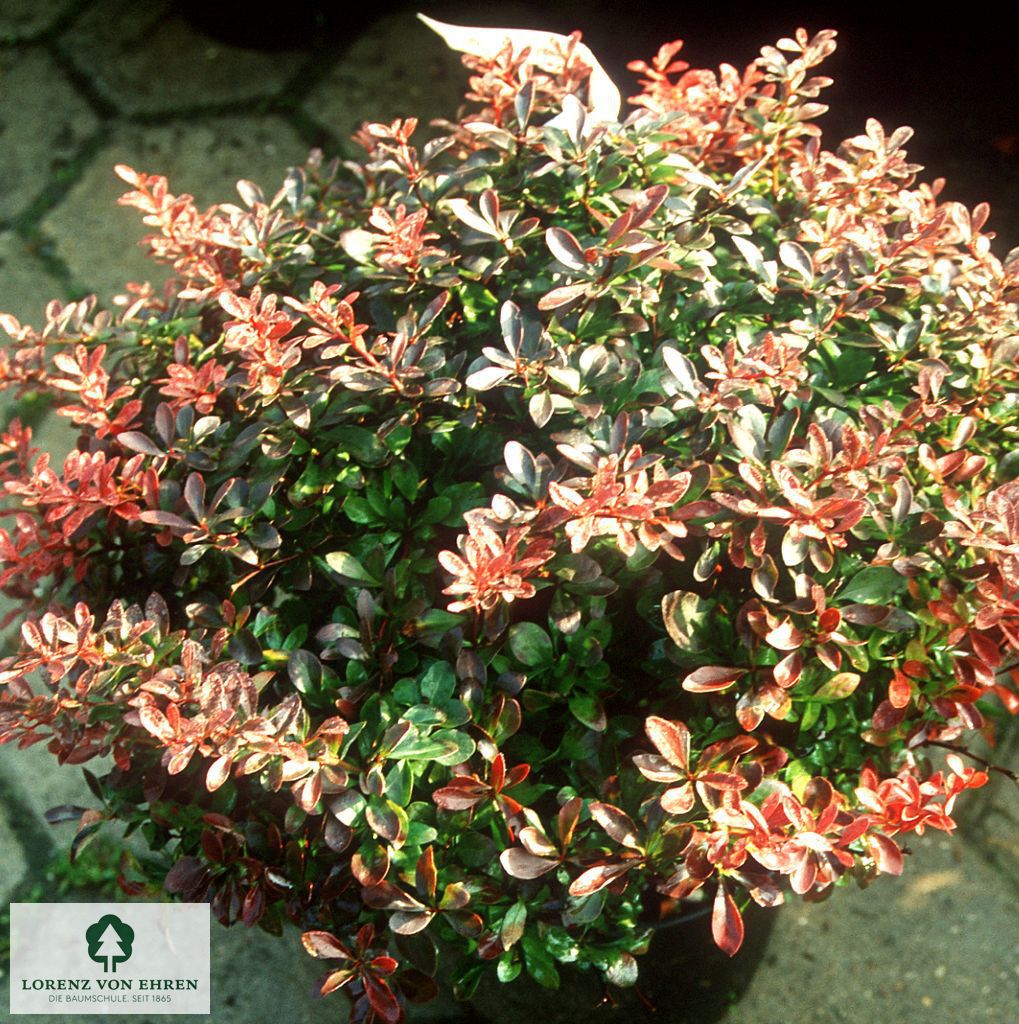 Berberis thunbergii 'Atropurpurea Nana'