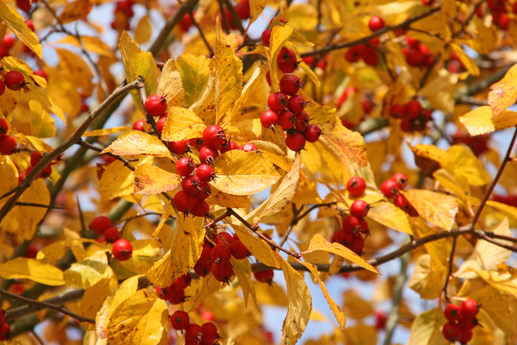 Crataegus crus galli Frucht Laub Herbst gelbes Herbstlaub Weißdorn