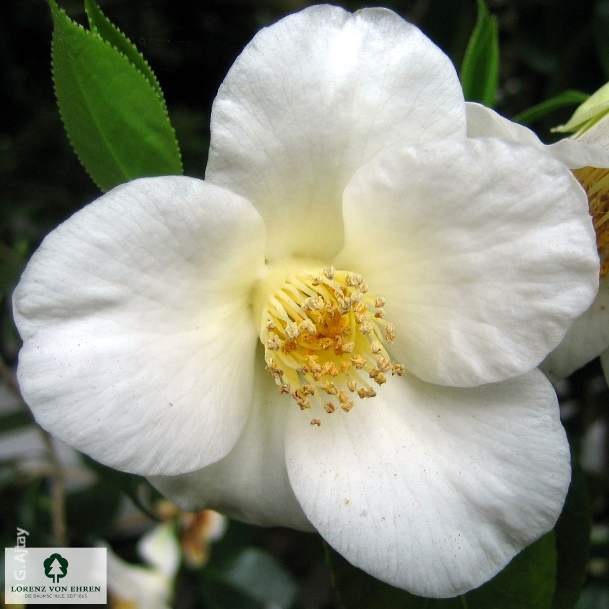 Camellia japonica 'Weiß'