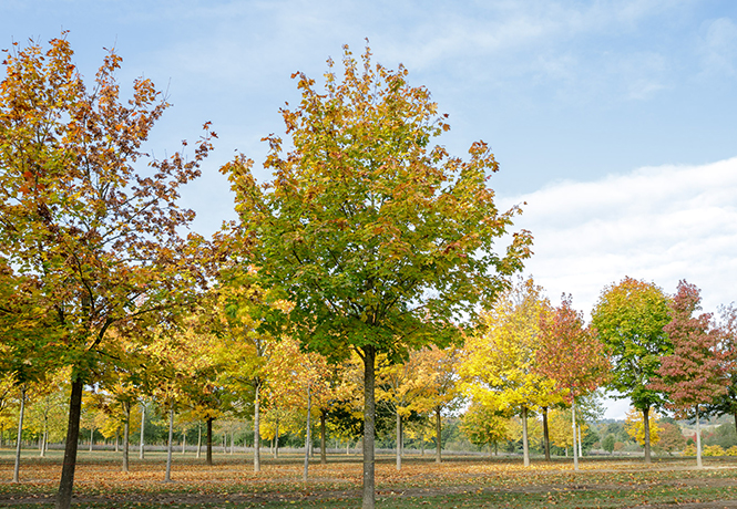 Große Acer im Quartier Beginnender Herbst bei