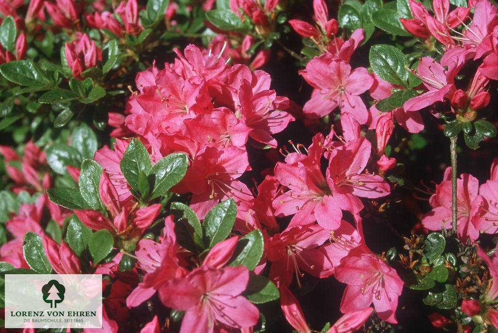 Rhododendron Japanische Azalee 'Kermesina'