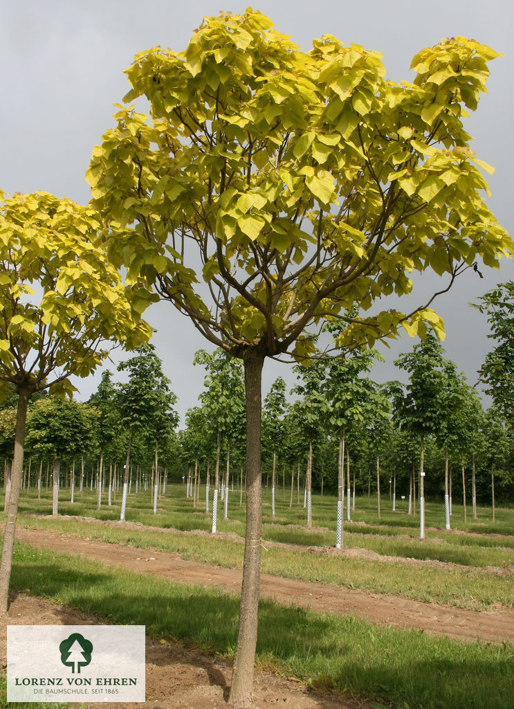 Catalpa bignonioides 'Aurea'