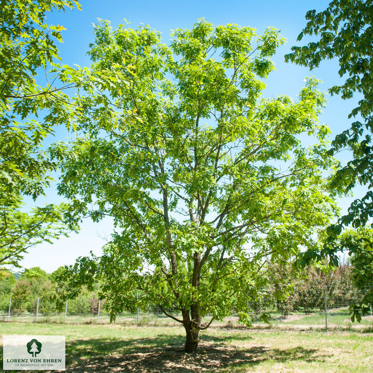 Quercus alba