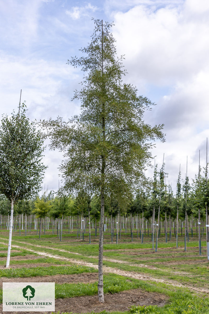 Alnus glutinosa 'Imperialis'