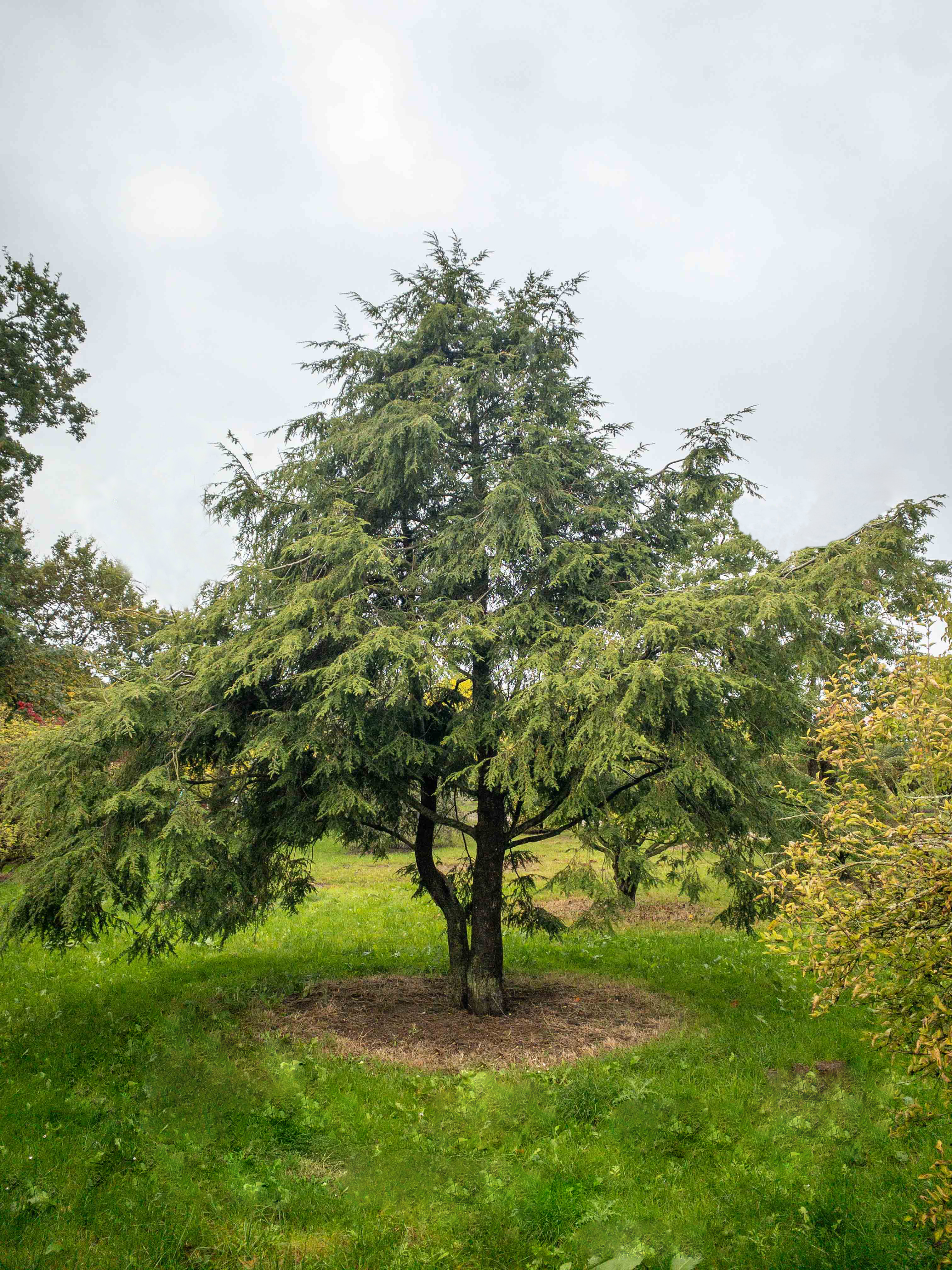 Tsuga canadensis Unikat