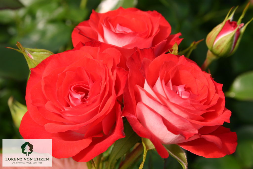 Rosa 'Planten un Blomen'