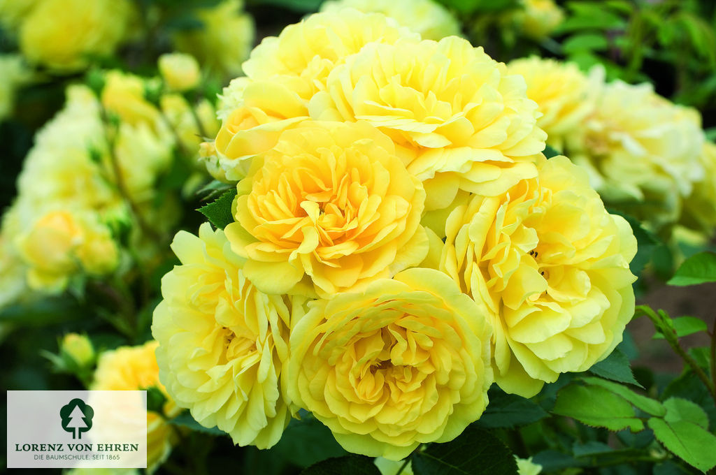 Rosa 'Yellow Meilove'