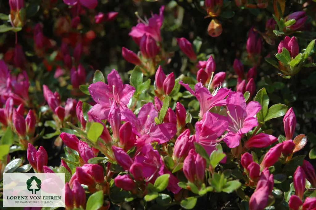 Rhododendron Japanische Azalee 'Diamant [purpur]'