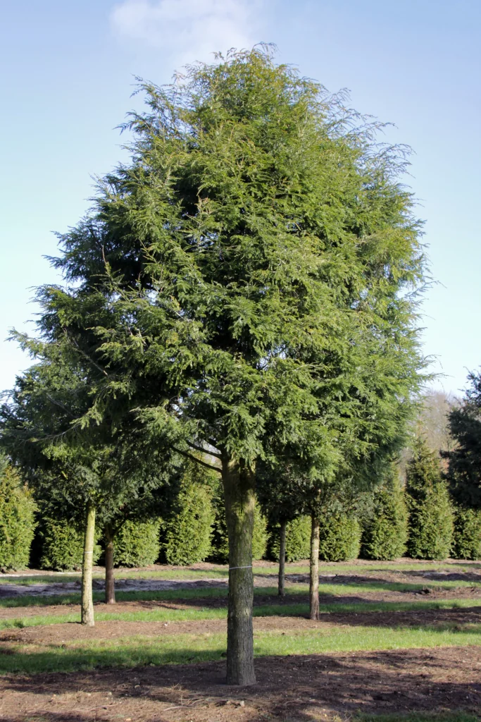 Tsuga canadensis Hochstamm