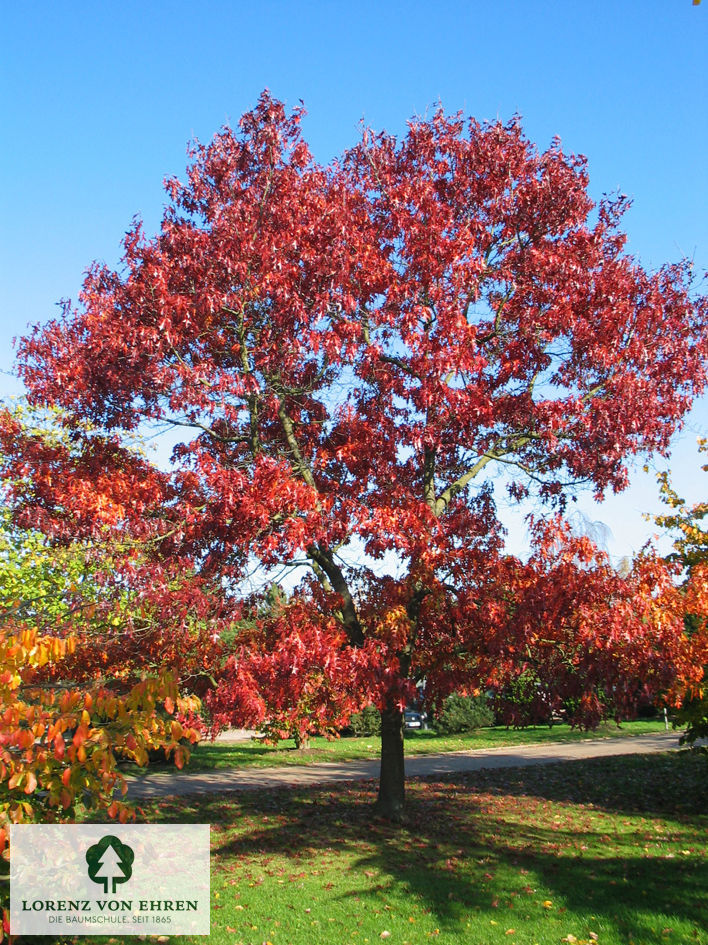 Quercus coccinea