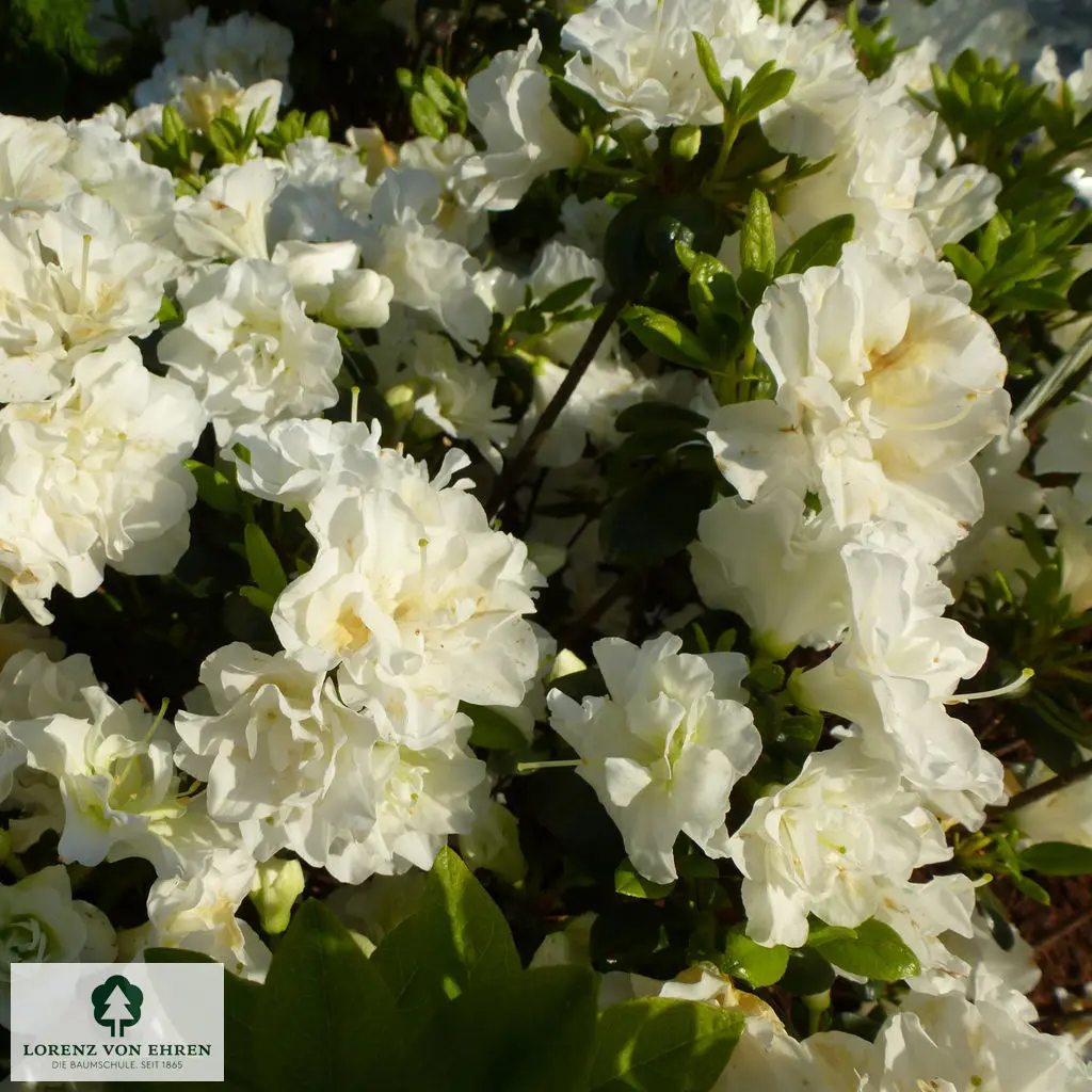 Rhododendron Japanische Azalee 'Schneeperle'