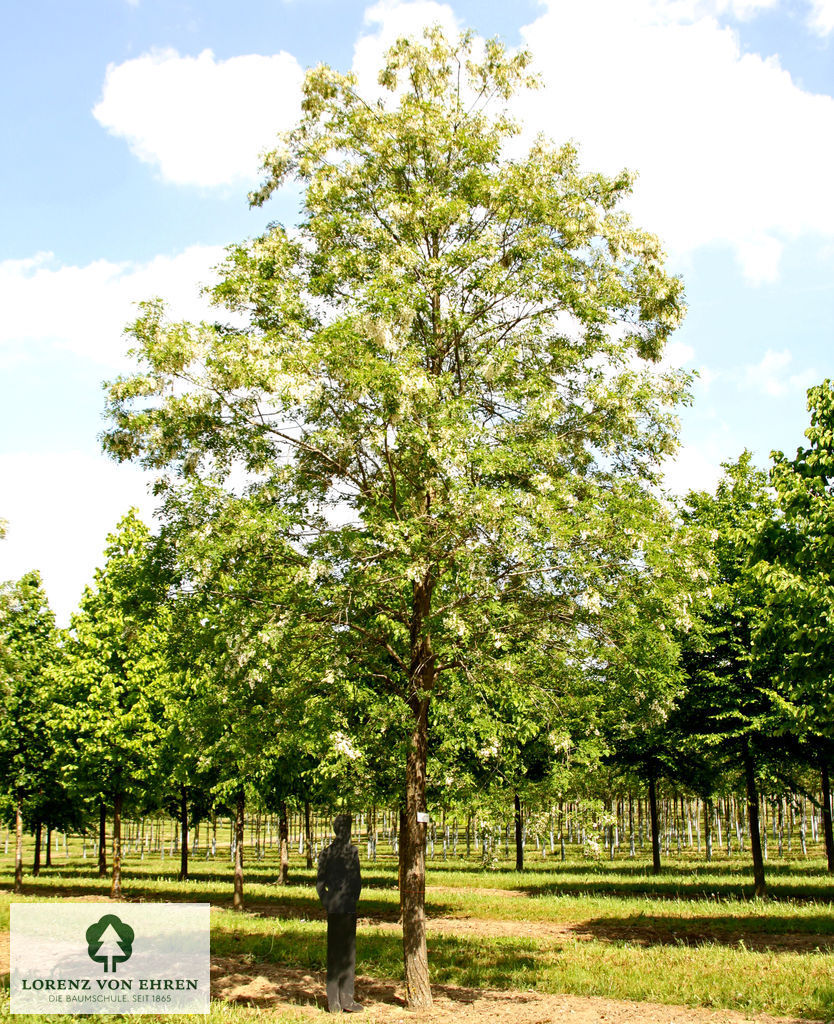 Robinia pseudoacacia