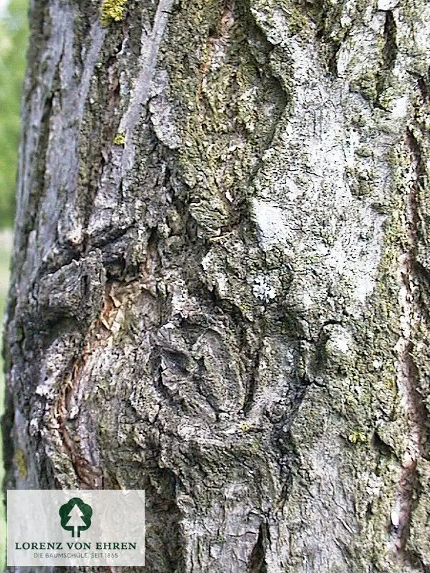 Robinia pseudoacacia 'Unifolia'