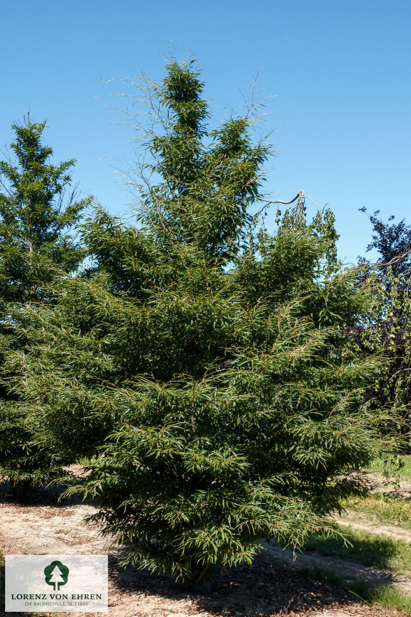 Fagus sylvatica 'Asplenifolia'