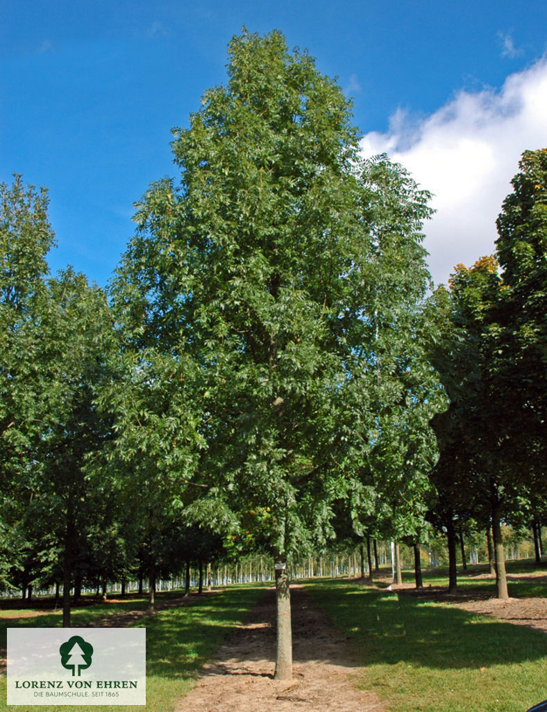 Fraxinus excelsior 'Westhof's Glorie'