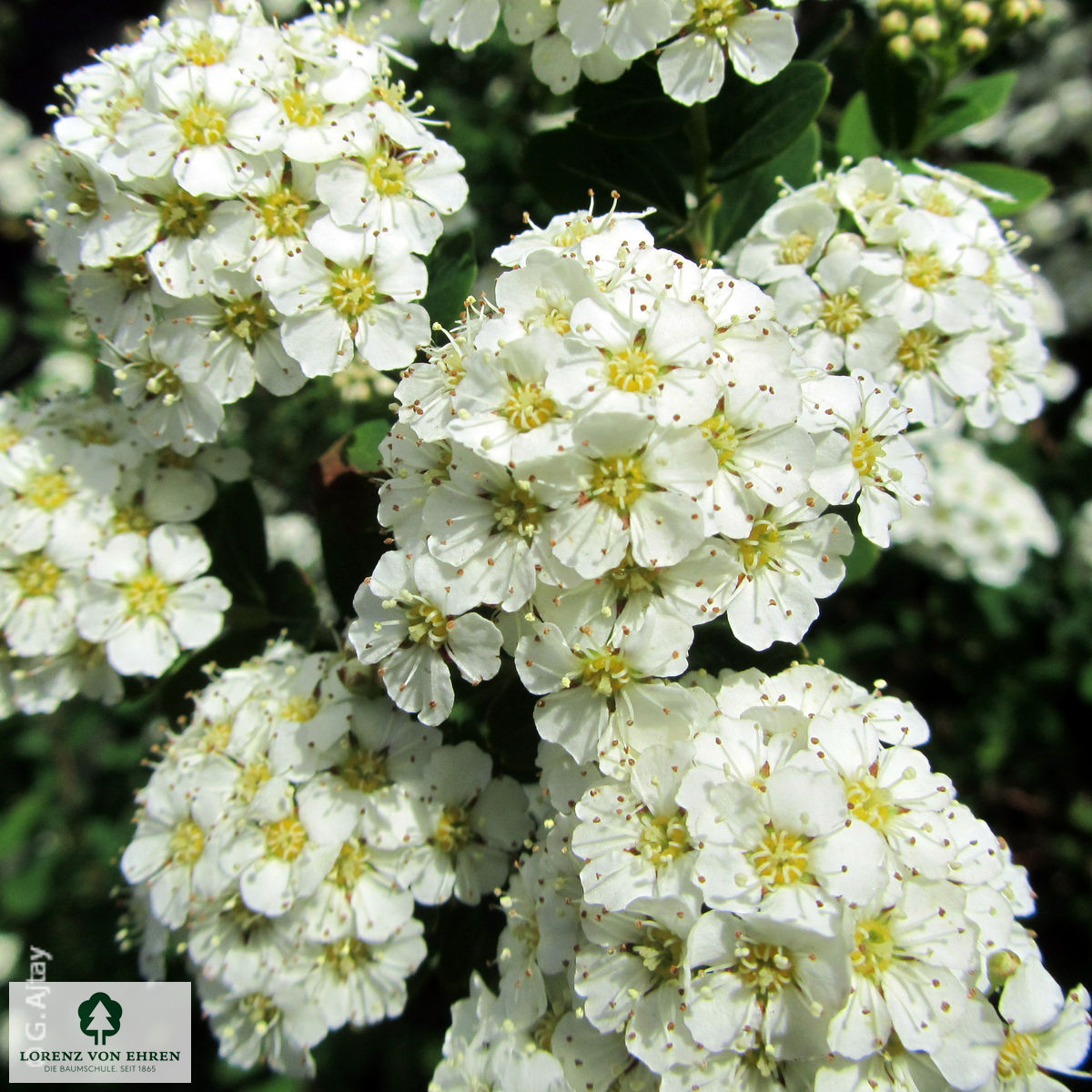 Spiraea nipponica 'Snowmound'