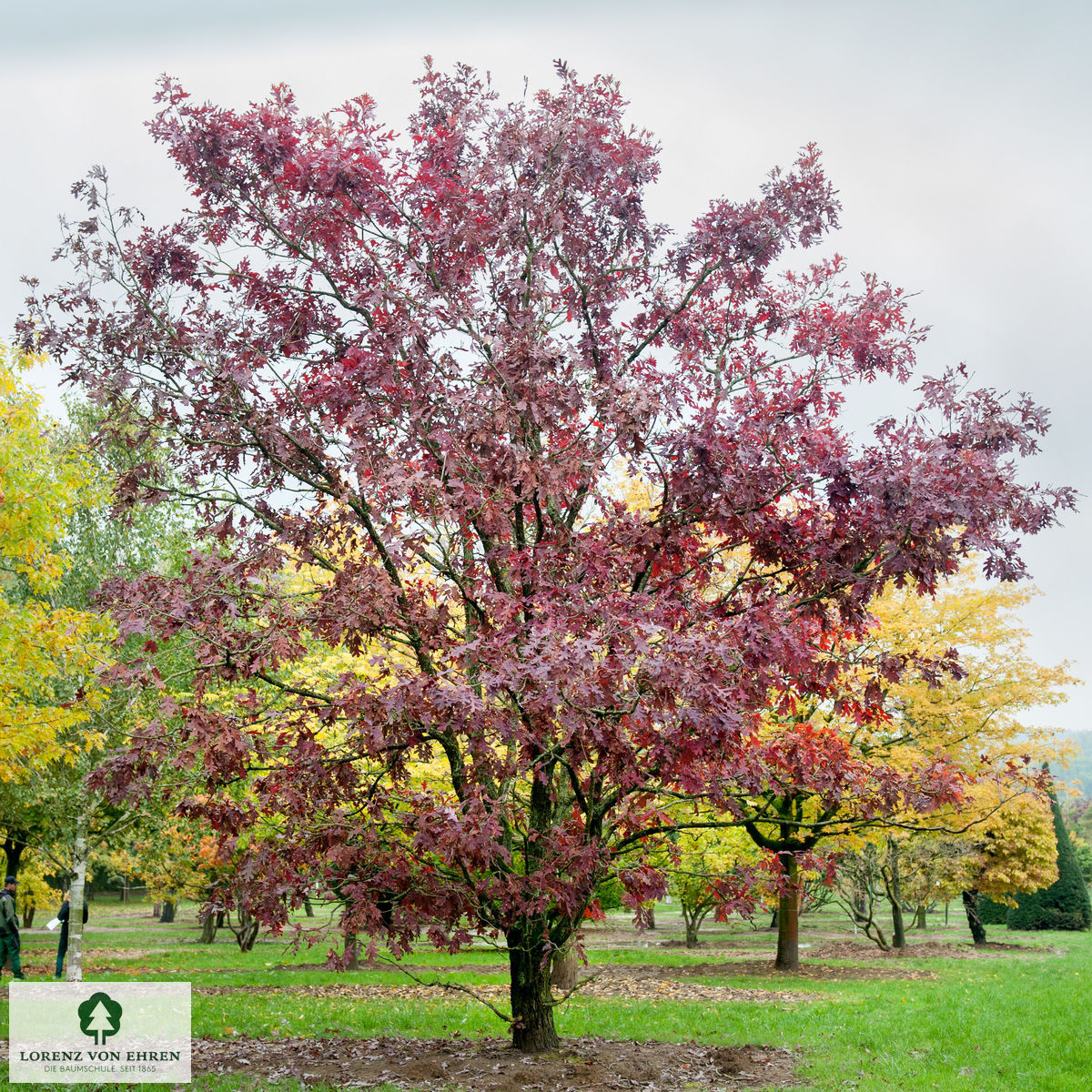 Quercus alba