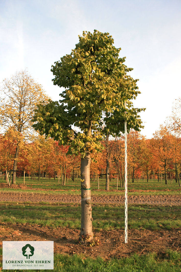 Tilia europaea