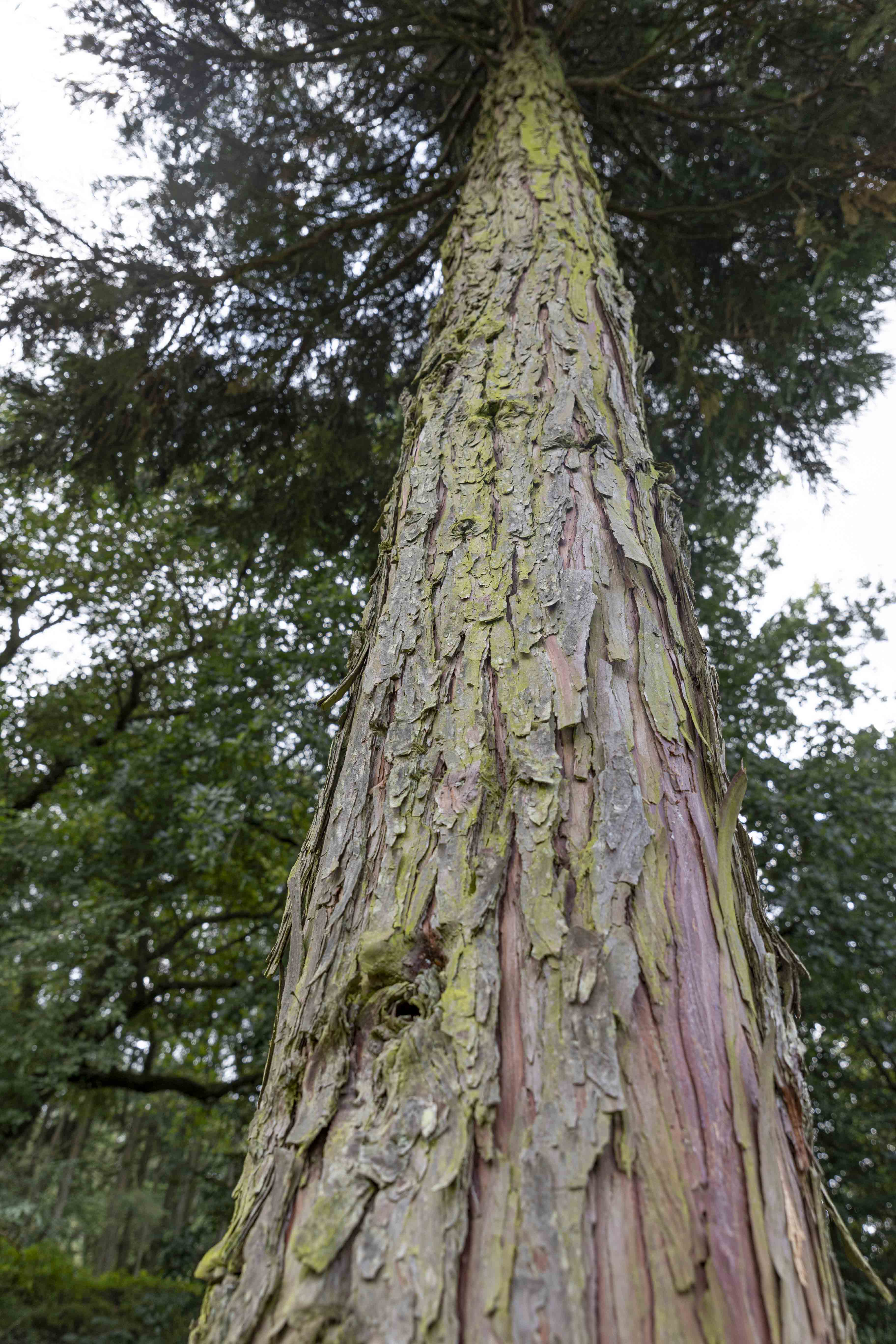 Calocedrus decurrens Unikat