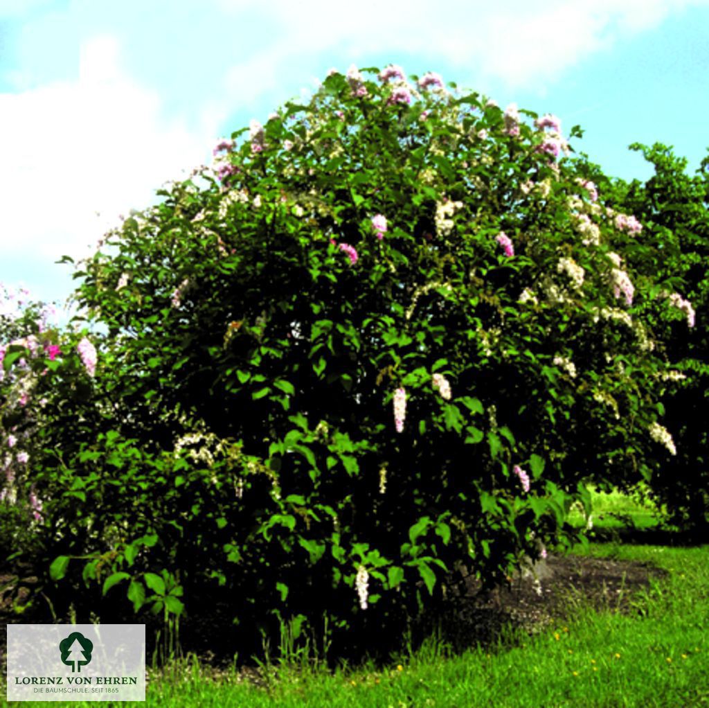 Syringa reflexa