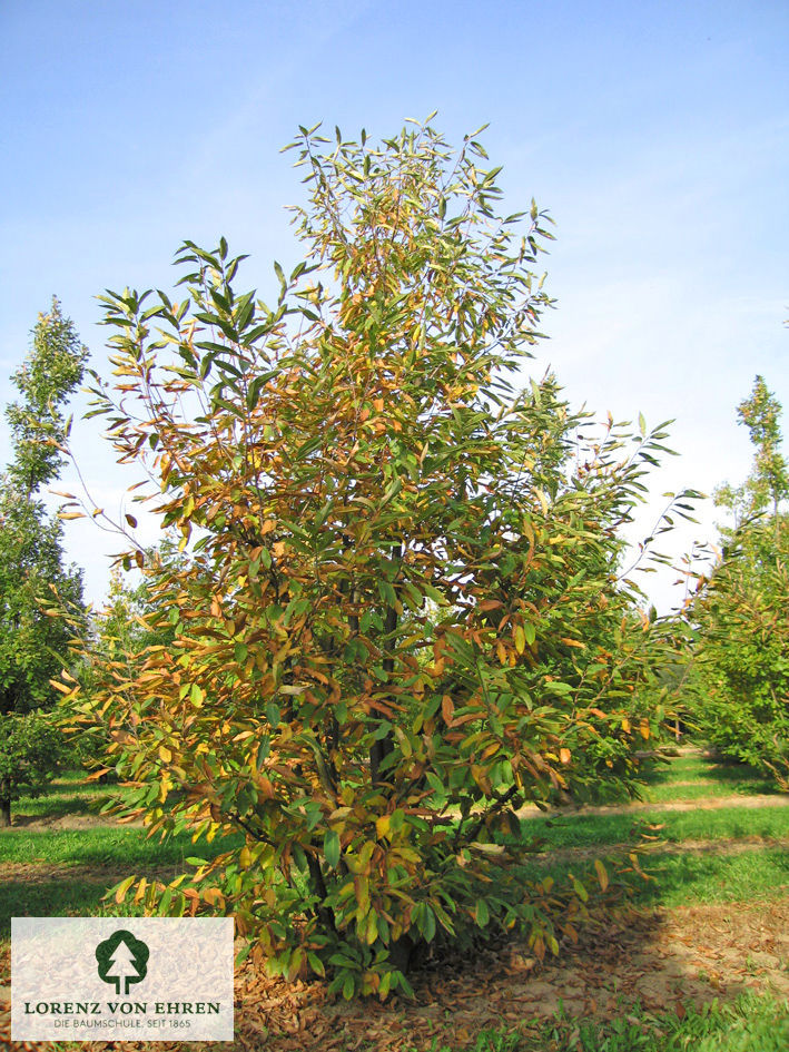 Castanea sativa