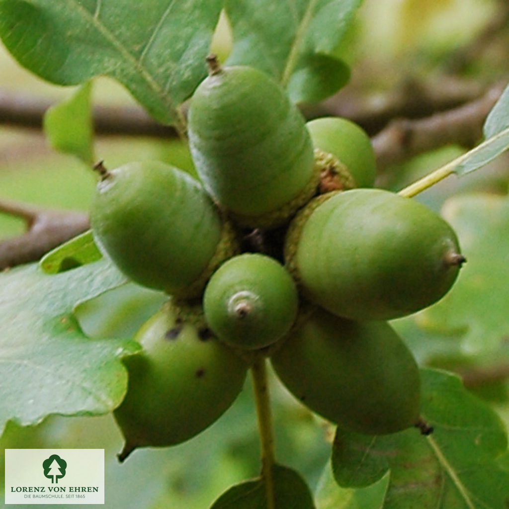 Quercus petraea