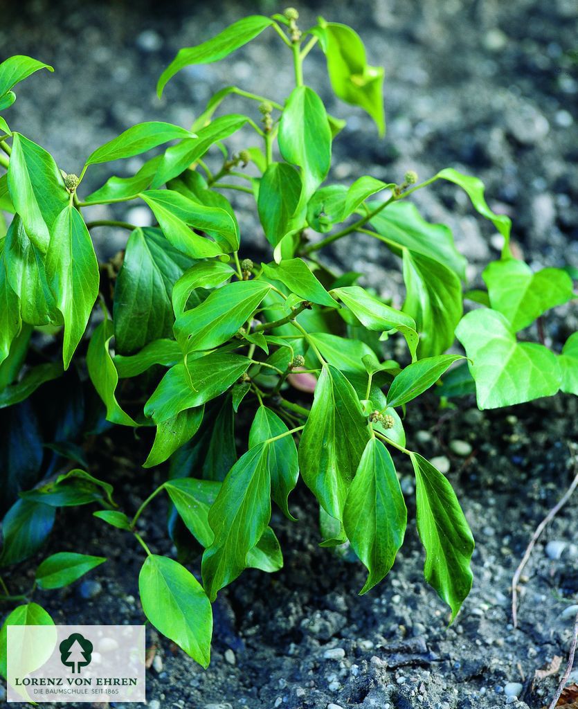 Hedera colchica 'Arborescens'