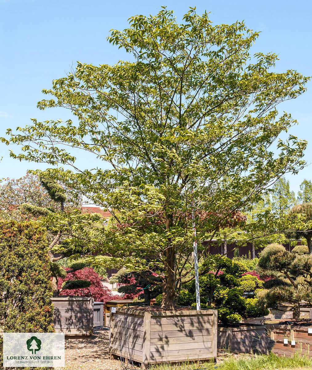 Carpinus japonica