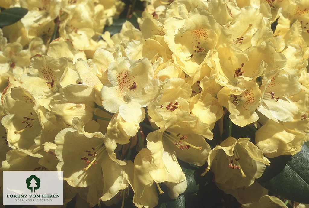 Rhododendron Hybride 'Goldkrone'