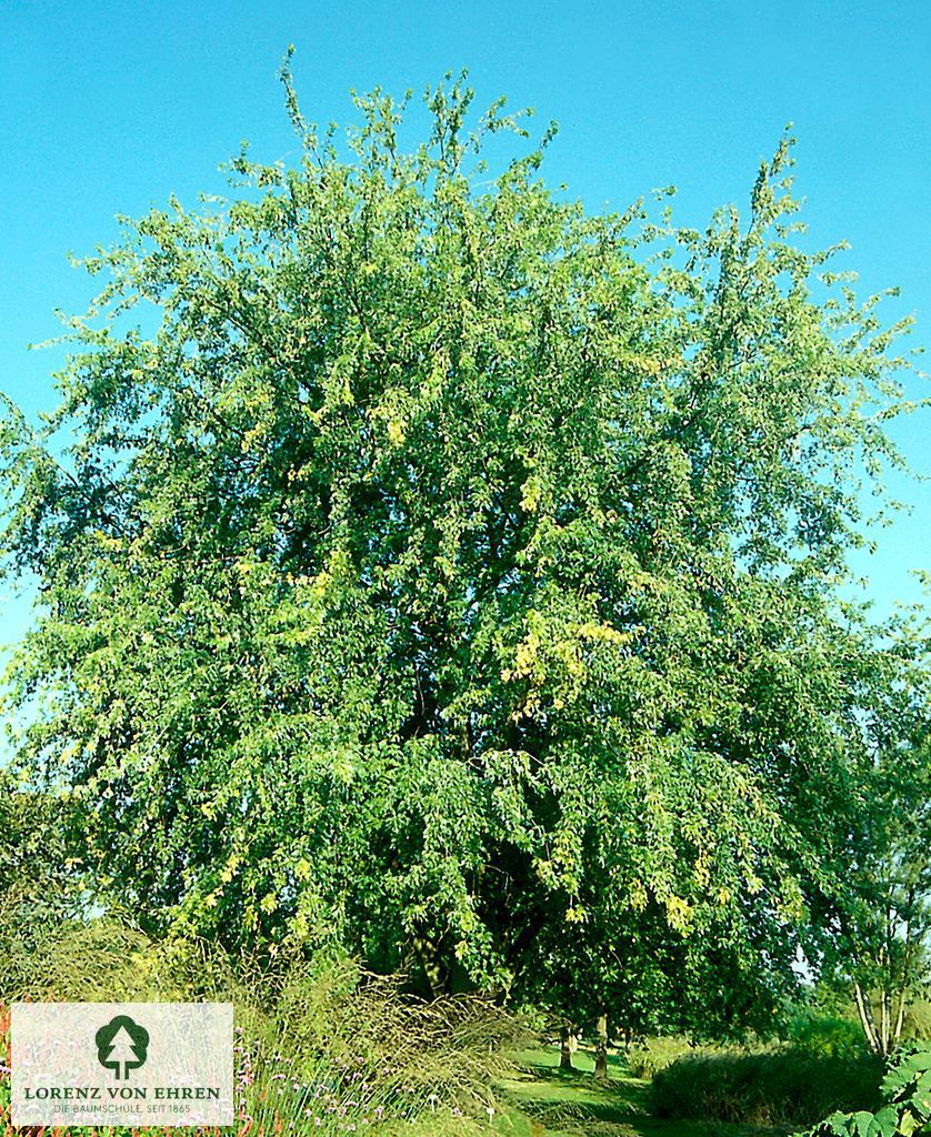 Acer saccharinum 'Wieri'