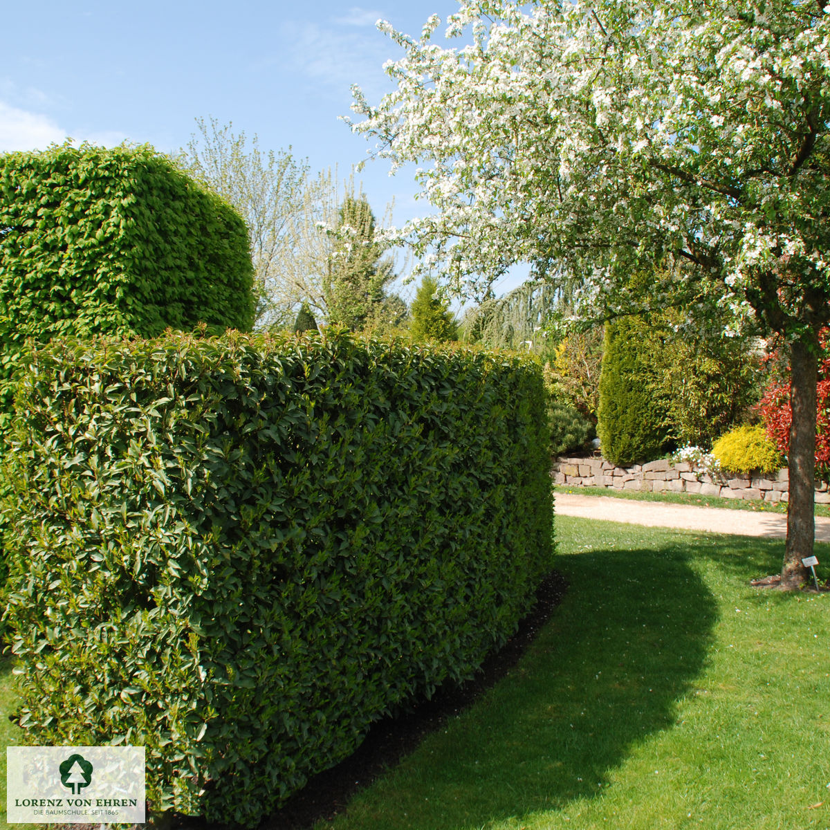 Prunus lusitanica 'Angustifolia'