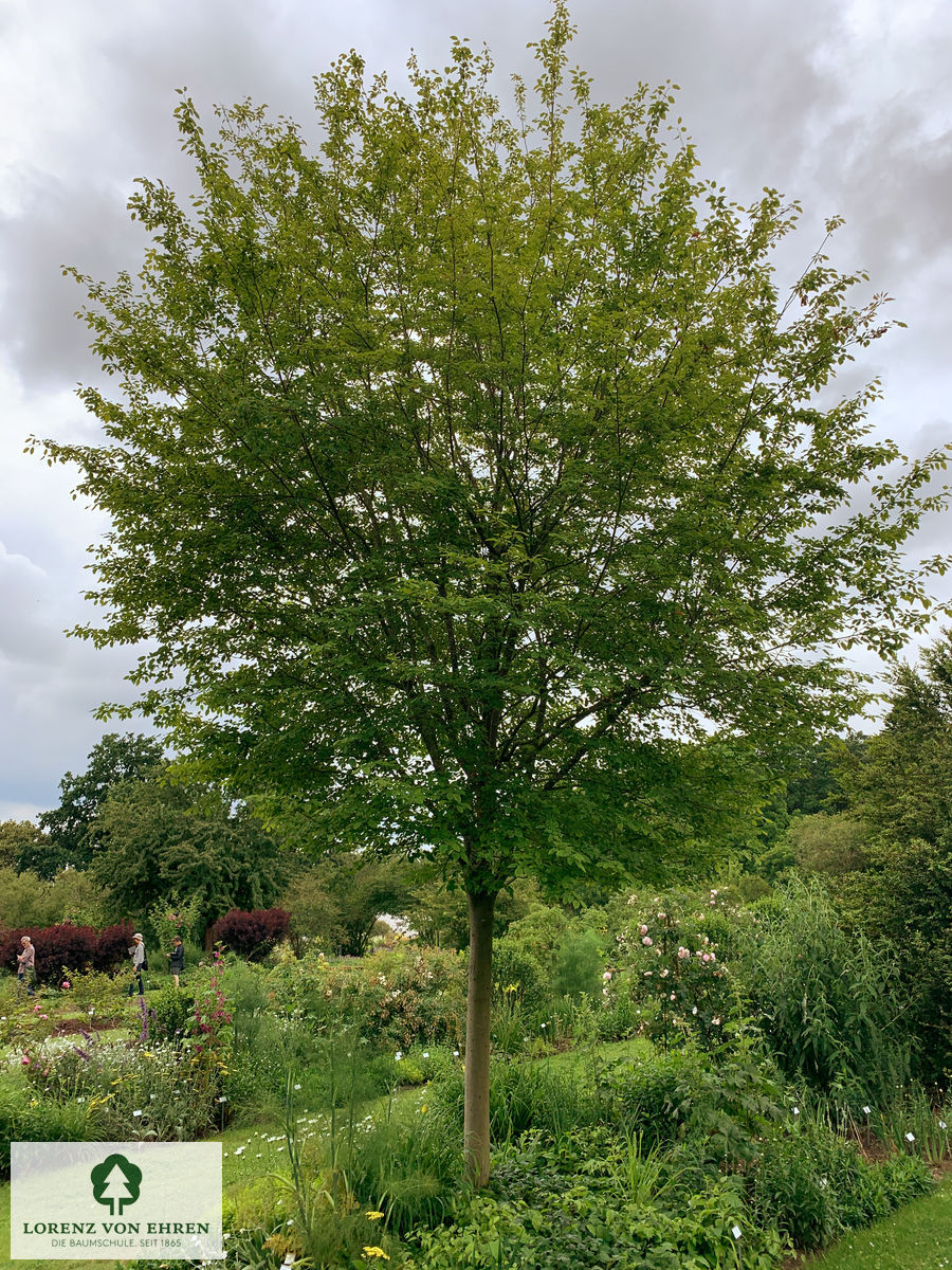 Amelanchier arborea 'Robin Hill'