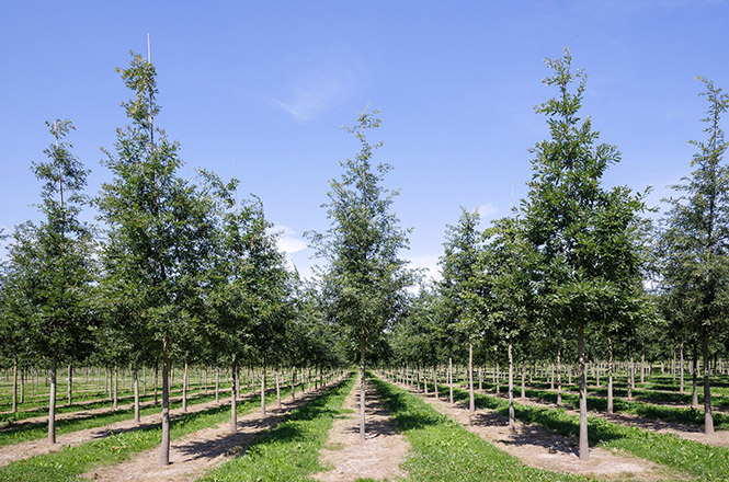 Quercus cerris